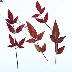 <span class=keywords><strong>Nandina</strong></span> Domestica hojas con ramas suministros para hacer tarjetas joyería de resina planta Natural <span class=keywords><strong>flor</strong></span> prensada Real DIY - Product Image 2