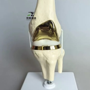 Articulations de genou artificielles de haute qualité, modèles d'articulations faits à la main, modèles chirurgicaux pour la formation médicale - Product Image 1