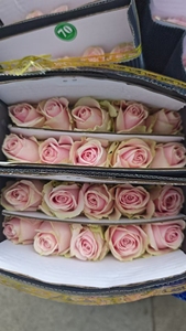 Flores de Tallo Largo de la Serie Arcoíris Vibrante para Diseño Floral Artístico, Decoración de Centros de Mesa, <span class=keywords><strong>Rosas</strong></span> Coloridas Frescas de Granja al por Mayor - Product Image 4