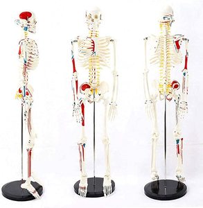 85cm <span class=keywords><strong>scheletro</strong></span> umano modello anatomico medico anatomico Halloween con supporto in metallo <span class=keywords><strong>scheletro</strong></span> anatomico 85cm di altezza braccia rimovibili - Product Image 2