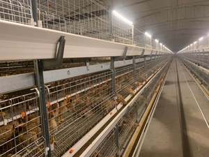 TBB Cages pour poulets de chair de marque célèbre avec système d'alimentation automatique pour la maison ou le commerce en Afrique - Product Image 2