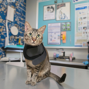 Ceinture de traitement infrarouge à usage domestique pour les articulations et le cou des pattes des chats et des chiens Dispositif de soulagement et de relaxation de la <span class=keywords><strong>douleur</strong></span> spécifique au vétérinaire - Product Image 6