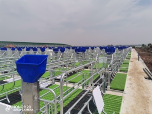 Caisses de gestation neuves de haute qualité pour porcs à prix compétitif - Product Image 5