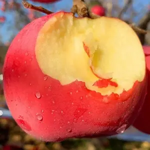 Hot Sale China Export qualität Frische Äpfel Neue Ernte Natürliche Rote Fuji Apfel frucht