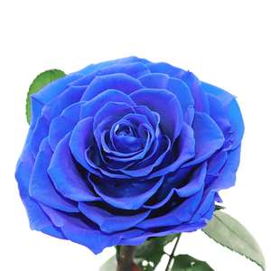 Natural China Factory The cute Hot Selling Long Stem Preserved Roses Rosa Bella y <span class=keywords><strong>La</strong></span> <span class=keywords><strong>Bestia</strong></span> - Product Image 3