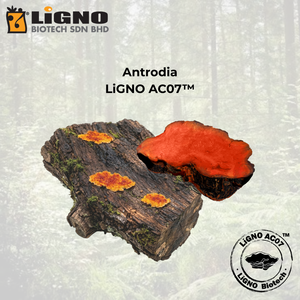 สารสกัดจากเห็ดแอนโตรเดีย แคมฟอร์าต้า LiGNO AC07 ชนิดผงบริสุทธิ์  ปรับสูตรมาตรฐานเพื่อสุขภาพและความมีชีวิตชีวา - Product Image 1