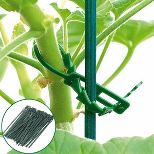 Clips pour tiges de tomates grimpantes, 50 pièces, 13 cm, attaches en plastique réglables, outils de jardinage, <span class=keywords><strong>support</strong></span> d'escalade pour arbres de jardin, BHL2338 - Product Image 3