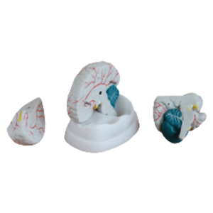 ADA Science médicale Le modèle anatomique du cerveau et le modèle de l'artère cérébrale pour la démonstration de la maladie Outil d'enseignement médical - Product Image 2