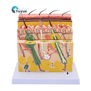 Modèle de structure de peau en PVC pour l'anatomie médecine esthétique formation de <span class=keywords><strong>chirurgie</strong></span> esthétique Mannequin en coupe transversale science médicale agrandie - Product Image 1