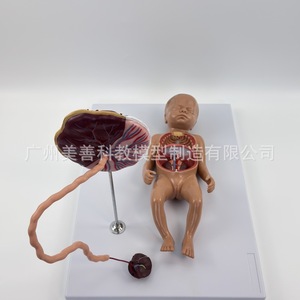 Modèle de circulation sanguine fœtale, modèle de cordon ombilical et de placenta pour nouveau-né, organes internes du nourrisson (détachables et - Product Image 4