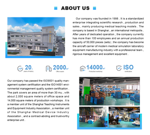 Modelo Anatómico Pélvico Masculino de Alta Calidad ADA-A5753 con Suelo Pélvico, para Enseñanza Médica y Aprendizaje de Anatomía Humana para Estudiantes de Medicina - Product Image 5