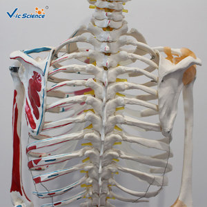 Modelo de esqueleto humano a escala 1:1 con coloración de origen y inserción de los músculos y ligamentos, 180 cm de altura, de aspecto natural. - Product Image 3