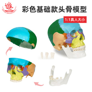 Seis tipos de modelos de cráneos humanos naturales disponibles para escultura artística oral, cirugía plástica y enseñanza médica. - Product Image 1