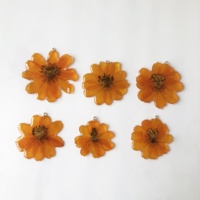 Pesona Bunga Cosmos Sulphureus Kering Asli untuk Pembuatan Perhiasan Liontin Resin Epoksi