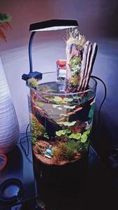 Waterplanten Voor Kleurverbetering Aquariumlicht Volledig Spectrum Aquariumverlichting Voor Levende Plantentank - Product Image 4