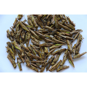 Grasshopper Verde Essiccato al Sole 100% Naturale, Finemente Lavorato, 2-4cm, Alimento per Rettili in Miniatura, Prezzo di Fabbrica, Durata 3 Anni, per la Pelle - Product Image 4