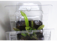 Boîte de transport professionnelle pour plantes succulentes, contenants en plastique transparent, boîte de rangement en PVC