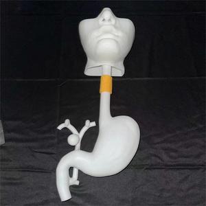 KyrenMed-Modelo de entrenamiento de Gastroscopia ERCP 3D, simulador de entrenamiento de cirugía gastroscópica con bandeja bucal y soporte - Product Image 2