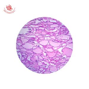 Vorbereitete Objektträger 12 Arten Hochschul bildung Objektträger für menschliche Histologie Arterien und Venen, TS Biological <span class=keywords><strong>Histology</strong></span> Slides - Product Image 2