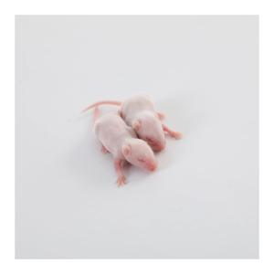 Ratones enteros liofilizados, dieta natural cruda para serpientes, lagartos, halcones, búhos, hurones y petauros. - Product Image 1