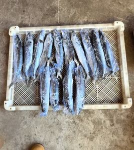 الماكريل الإسبانية المستديرة المجمدة للبيع المأكولات البحرية المجمدة - Product Image 4