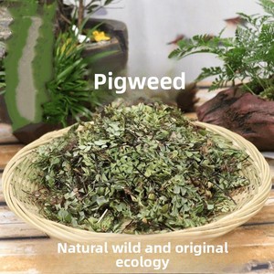 Fougère de Fer Naturelle Séchée Premium (Herbe de Poils de Porc) pour la Toux, la Chaleur Pulmonaire et la Détoxification - Vente en Gros OEM TCM - Product Image 2