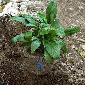 <span class=keywords><strong>Hestia</strong></span> intrecciata argento in acciaio inossidabile coperture da giardino durevoli protezioni portatili rete copertura vegetale in maglia metallica tasca per giardini - Product Image 3