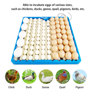 70 pcs bandeja de huevos automático de bandeja de huevos <span class=keywords><strong>turner</strong></span>/de plástico/de incubadora de bandeja de huevos para la venta - Product Image 6