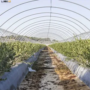 Cherry/Grape/Blueberry Planting Shed Plastic Greenhouse Planting High Tunnel Rain Shelter Greenhouse