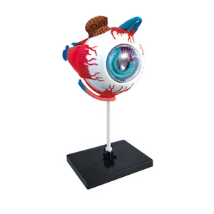 Modèle d'anatomie de l'œil 4D Tengxin, jouet éducatif détachable à monter soi-même pour adolescents, enseignement des sciences médicales - Product Image 4