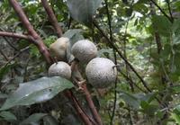 Poudre de protéine sucrante Brazzein de qualité alimentaire, édulcorant naturel identique à haute intensité pour la formulation alimentaire, fourni directement par l'usine