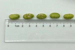 Meilleures ventes : Grains d'edamame grillés à sec, croustillants et non salés - Product Image 3