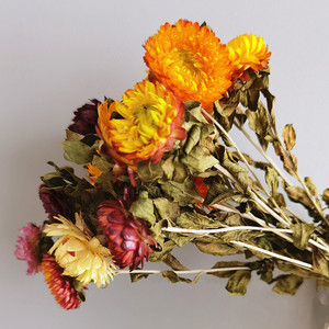 Commercio all'ingrosso <span class=keywords><strong>di</strong></span> mais gambo crisantemo reale naturale secca <span class=keywords><strong>di</strong></span> <span class=keywords><strong>paglia</strong></span> del <span class=keywords><strong>fiore</strong></span> del crisantemo per la decorazione domestica - Product Image 2