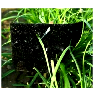 Invernaderos agrícolas Trampa pegajosa negra Control de plagas de insectos Asesino Trampa pegajosa negra para exteriores Tablero de pegamento Colector de insectos - Product Image 4