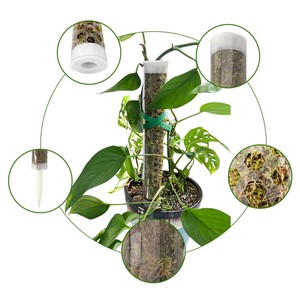 Indoor <strong>Plants</strong> Supporting Extendable <strong>Selfwatering</strong> Steel Coir Fiber Anti-Mouldy Moss Pole for Home &amp; Garden - Product Image 3