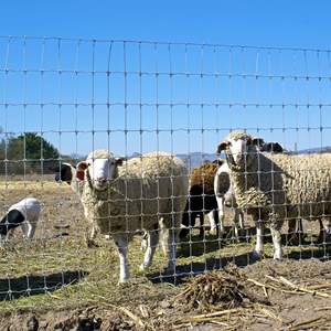 Clôture de champ en treillis métallique galvanisé à haute résistance, calibre 12,5, 8 pieds, à nœuds fixes, pour clôture contre les cerfs - Product Image 4