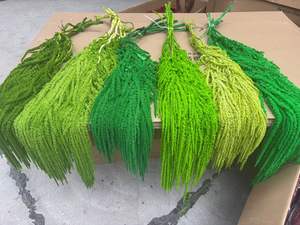 ขายส่งจากโรงงาน ดอกอามารันธัสธรรมชาติคุณภาพสูง ดอกอามารันธัสแบบแขวนสำหรับคริสต์มาส วันขอบคุณพระเจ้า และงานแต่งงาน - Product Image 2