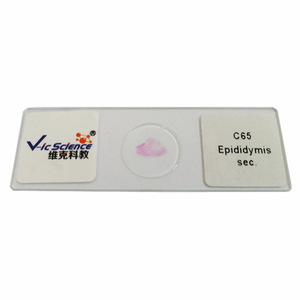 Factory direct supply of <b>microscope</b> slides, animal tissues, epididymal sections, and biology teaching equipment. - Product Image 1
