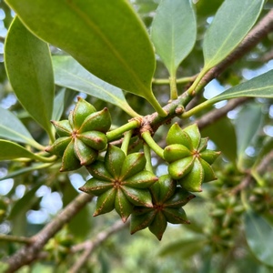 Kualitas tinggi kering dicampur rempah-rempah tunggal & Rempah bintang Anise 100% kemasan jumlah besar alami murni - Product Image 4