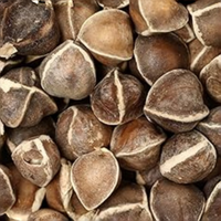 Graines de Moringa Elite PKM1 - Biohacking pour la Longévité et le Bien-être - Substitut de Noix pour Salades et Flocons d'Avoine - Soutien Anti-Âge