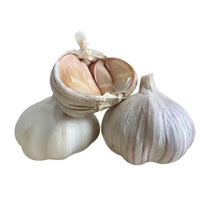 China 2024 Crop Fresh Normal White Garlic 5,0-5,5 CM Caja de 10kg Embalado por Term FOB/CFR/CIF