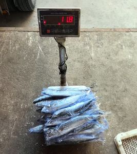 الماكريل الإسبانية المستديرة المجمدة للبيع المأكولات البحرية المجمدة - Product Image 6