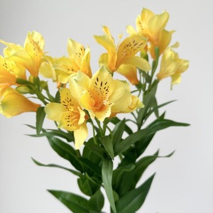 KEWEI 1671 <span class=keywords><strong>Fleur</strong></span> artificielle réaliste <span class=keywords><strong>Alstroemeria</strong></span> (lys péruvien) à longue tige en soie, fournisseur d'or, pour centre de table de mariage - Product Image 1