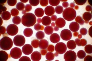 Suplemen Nutrisi Astaxanthin Harga Terbaik 10% Astaxanthin Kosmetik Astaxanthin - Product Image 3