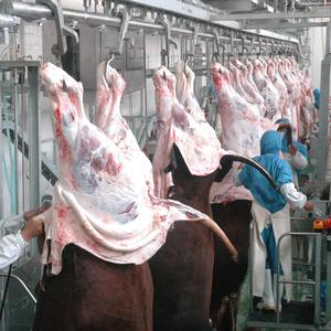 Équipement d'abattage de bétail pour abattoir, matériel de boucherie - Product Image 2