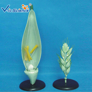 Modèle de fleur de blé, modèle de plante pour démonstration pédagogique au collège et au lycée, modèle structurel agrandi, typique - Product Image 1