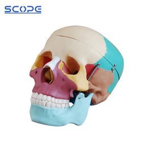 의학 가장 두개골 인간적인 두개골 모형 성숙한 해부 착색된 자연적인 두개골 - Product Image 2