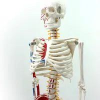 عالية الجودة الإنسان العضلات قالب هيكل عظمي مع واحدة الجانب رسمت عضلات PVC 85 سنتيمتر/165 سنتيمتر/170 سنتيمتر