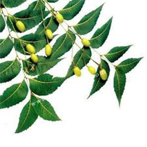 สมุนไพรธรรมชาติจริงสามกลั่นสารสกัดจากแห้งสะเดาผลไม้ผงผู้ผลิตผู้ผลิต - Product Image 4