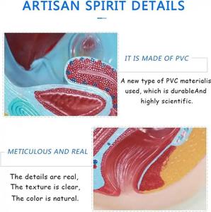 Anatomisches Modell des weiblichen Beckens 2 Teile Modell des menschlichen weiblichen Beckens Abschnitt anatomisches weibliches Becken modell Für Medizin studenten lernen - Product Image 6